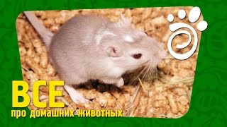 Мифы О Мышах. Все О Домашних Животных Мифы О Мышах. Все О Домашних Животных