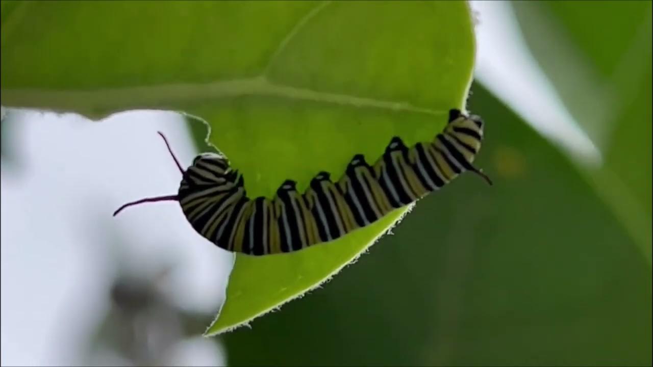 Monarch butterfly Caterpillar, Oahu Hawaii, March 2022, オオカバマダラ, モナーク