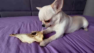 Orlando eats his bone with relish  #Chihuahua #dog