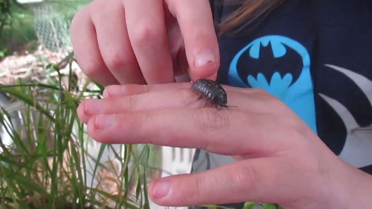 Meet Hank Williams: The Biggest Roly Poly You’ve Ever Seen! 🐜🌟