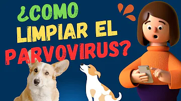 ¿Cómo limpiar para eliminar el parvovirus?