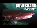 Cow Shark Facts: the SIX-GILL Sharks 🦈 Animal Fact Files
