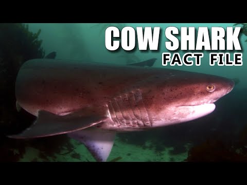 فيديو: القرش Sixgill: الموطن والمظهر والخطر على البشر