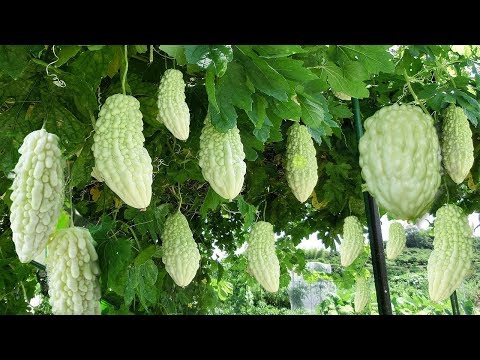 Awesome World's Most Bitter Fruit : Bitter Melon - Amazing Japan Agriculture Technology Farm #27