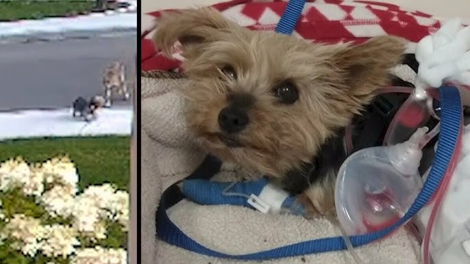 Watch this tiny terrier save her 10-year-old owner from an aggressive  coyote - YouTube