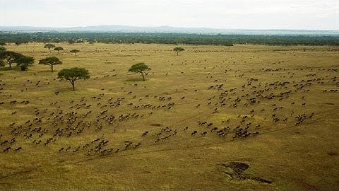 1 Million Wildebeest Cross These Croc-Infested Rivers