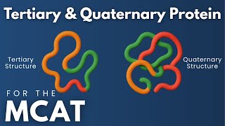 MCAT Tertiary and Quaternary Protein Structure Explained in 3 Minutes