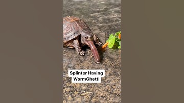 Splinter Having WormGhetti