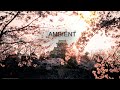 Sakura Spring/Primavera Ambience | Beautiful Ambient/Calm Landscape