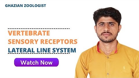 Vertebrate sensory Receptors|lateral Line system| Electrical Sensing