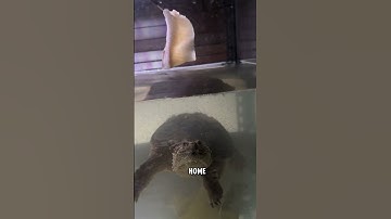 Snapping Turtles are NO JOKE!