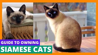 Siamese Cats