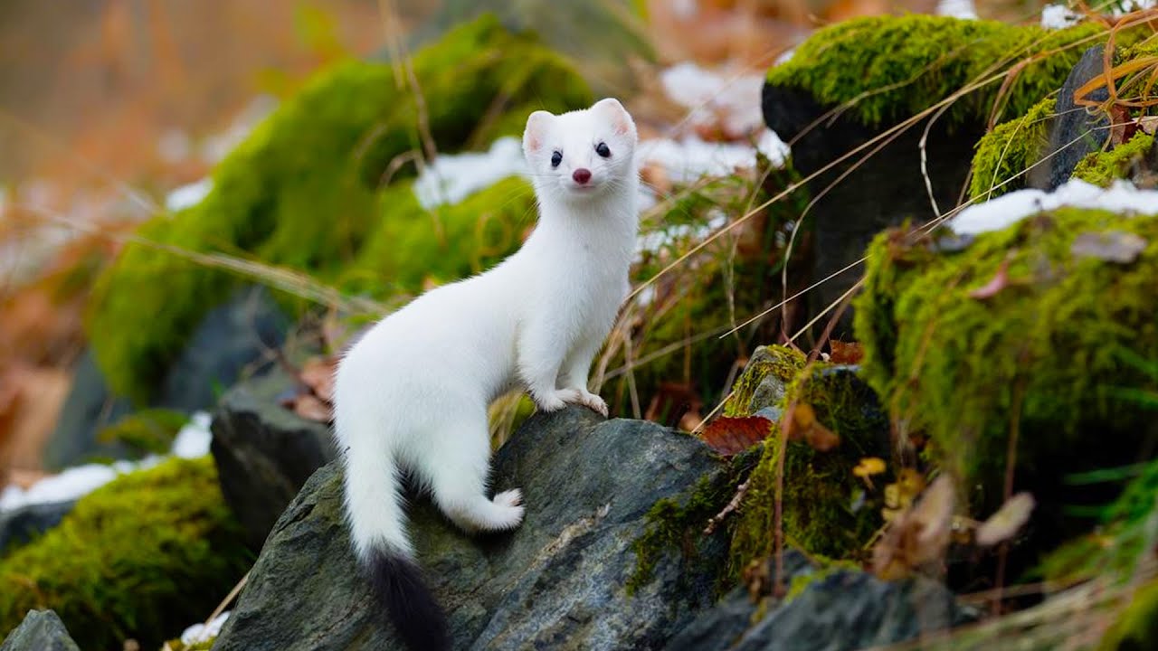Stoats Rabbit Predator The Charms of Stoats: Agile Predators of the Wild! - YouTube