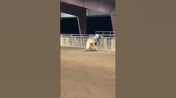 😐… #thisdudeswylee #barrelracing #fall #falling #fail #horseriding