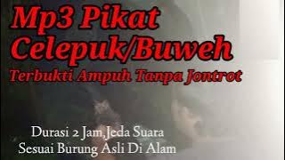 Suara Pikat Burung Hantu Celepuk/Buweh Ampuh Tanpa Jontrot Durasi Panjang