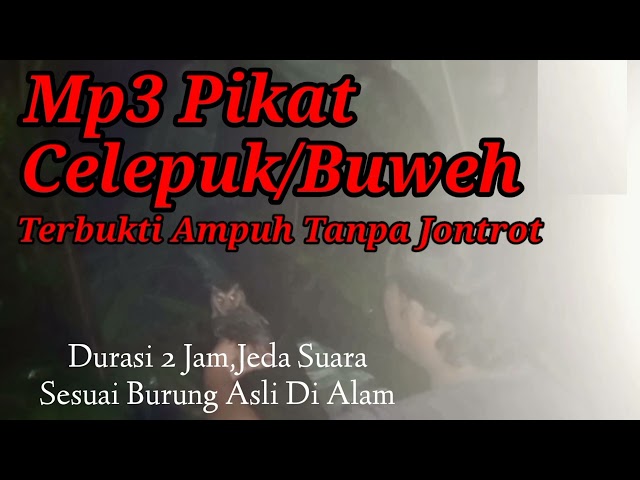 Suara Pikat Burung Hantu Celepuk/Buweh Ampuh Tanpa Jontrot Durasi Panjang class=