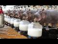 Inside a Hippo Milk Factory — The Truth They Don’t Show You!