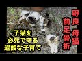 【野良】母猫の深い愛に涙が出る、親子を保護