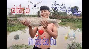 giăng lưới dính cá trắm cỏ - 4kg & quá đã với món cá nướng sạp tre - TT64