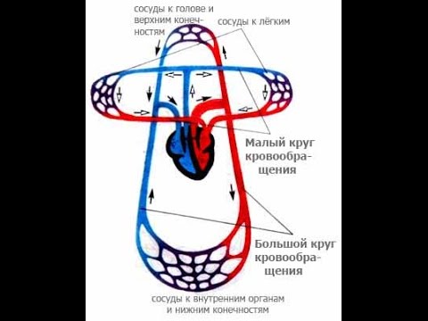 Гигиена сердечно - сосудистой системы. Урок биологии.