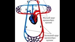 Гигиена сердечно - сосудистой системы. Урок биологии. Гигиена сердечно - сосудистой системы. Урок биологии.