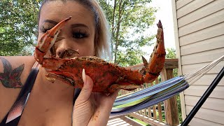 Large blue crabs