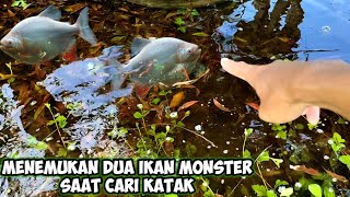 Menemukan dua ikan monster.. saat cari katak