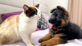 What does a German Shepherd Puppy do when a Cat doesn't want to play