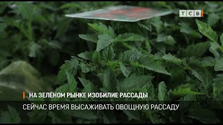 На Зелёном рынке изобилие рассады