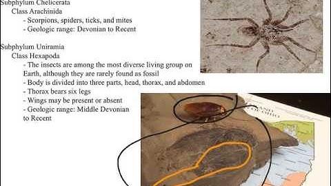 Historical Geology: Devonian evolution