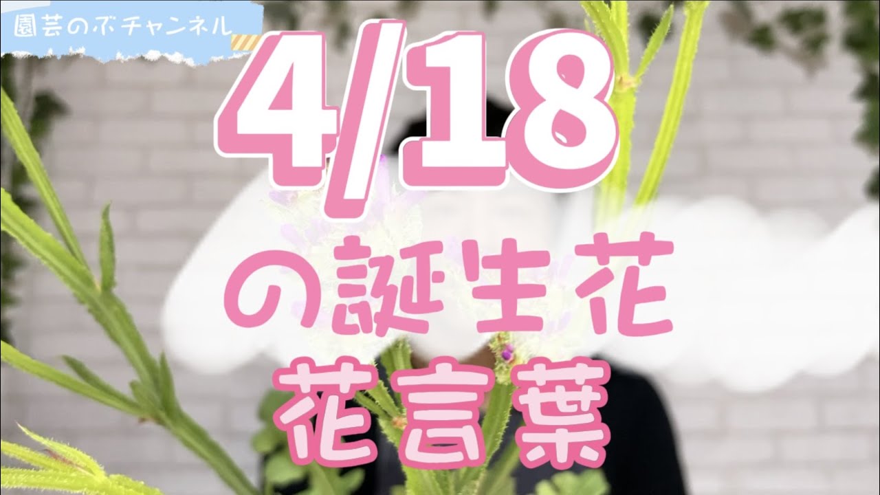 4/18の誕生花と花言葉【園芸のぶチャンネル】【4月】【18日