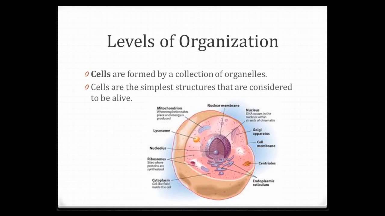 Introductory Science Module 3 - Biological Levels of Organization