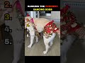 Ranking Funniest Dancing Dogs #ranking #dogs #funnyshorts #shorts