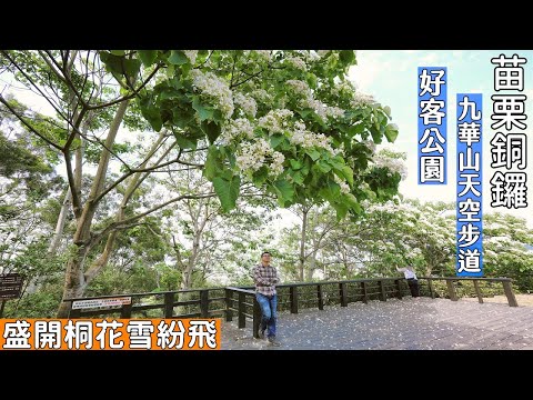 苗栗哪裡有平地賞桐花的好地方？就在銅鑼好客公園以及九華山天空步道，不想爬山來這裡就對了！