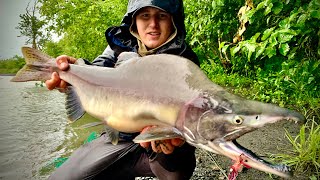 Pink Salmon in Seward, Ak
