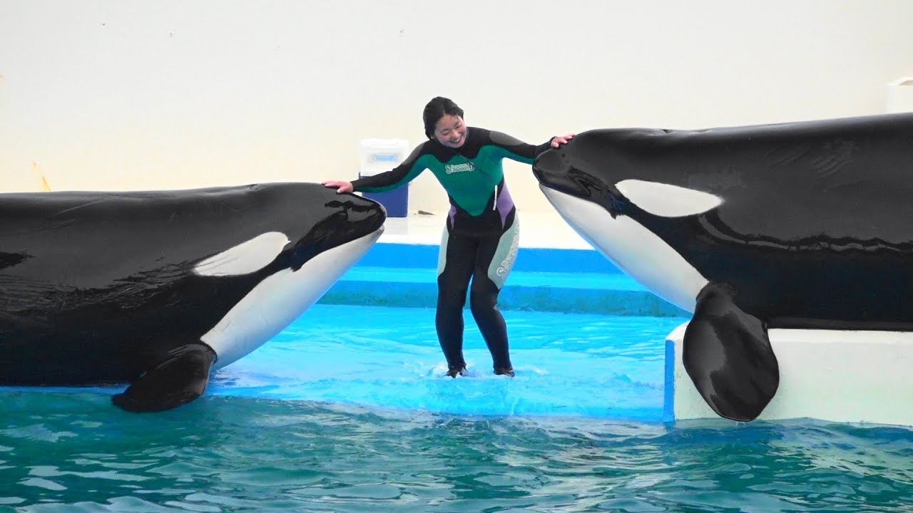 『鴨川シーワールド』シャチパフォーマンス♪合間の風景(2019/03/03）