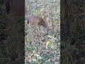 Got my hike in today... spotted probably 27 deer but these 3 were basically an arms length away.