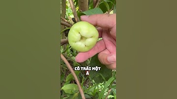 Các mẫu trái Mận Xanh Đường Gò Công