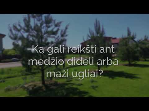 Video: Veimuto įmonė - Apželdinimas, Didelių Medžių Sodinimas, Telkinių Statyba