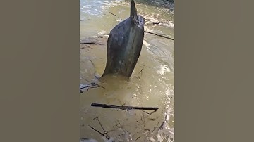 Con cá khổng lồ rất ít người biết nông dân campuchia câu được #cacconvat #docla #fishing