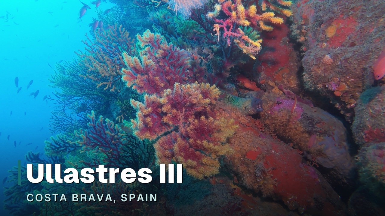 Dive #345 — Ullastres III