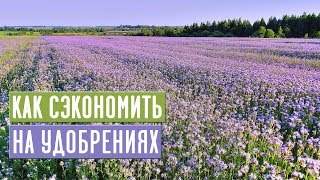 ПОГОВОРИМ О СИДЕРАТАХ 🌱 Как с помощью сидератов сэкономить на удобрениях? / Садовый гид