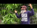 Tropical Fruit Trees update 2018