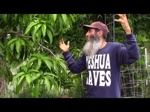 Tropical Fruit Trees update 2018