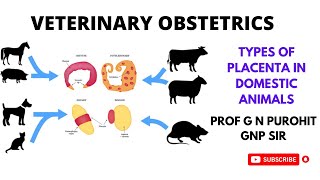 Placenta types and functions in domestic animals I Veterinary Obstetrics I VGO I GNP Sir I Cotyledon