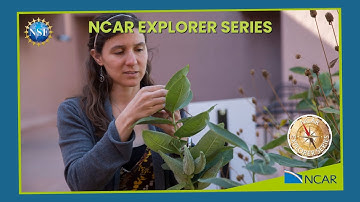 Preview of "What Can Plants Tell Us About Air Pollution?"