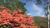 赤城山 鍋割山南斜面の山つつじ 21 5 26 Youtube 赤城山 鍋割山南斜面の山つつじ 21 5 26 Youtube