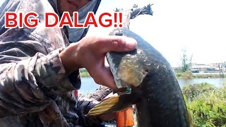 Malaking Dalag ...airgun fishing