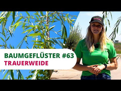Tree Whispers #63 | Weeping Willow