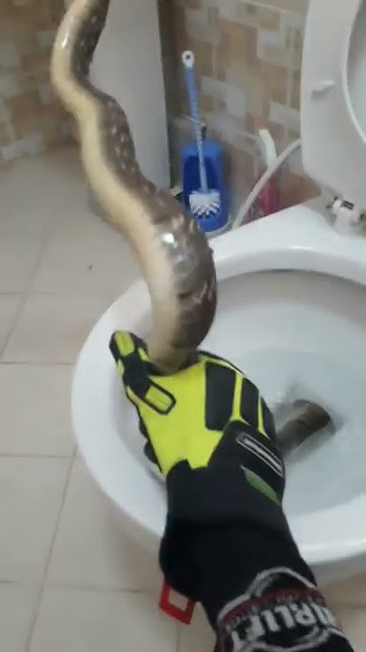 Live Angry Snake Found in Toilet at Arizona Home: Video